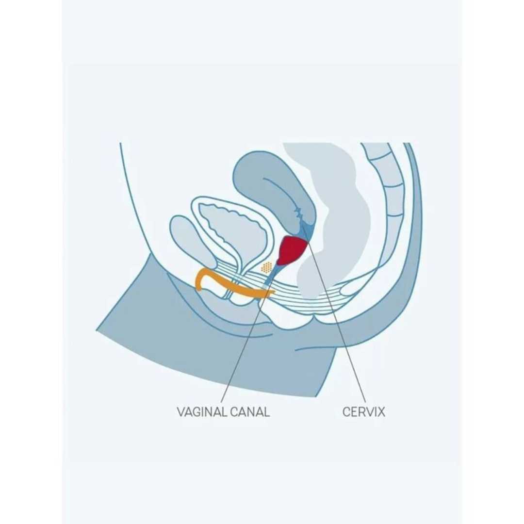 Menstruationstasse von Fun Factory